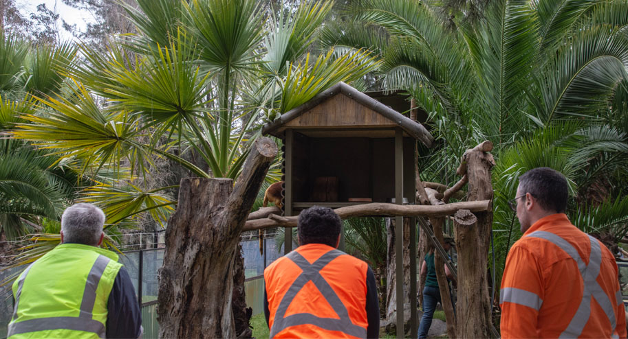 Animal enclosures at the National Zoo enriched with repurposed trees from Diona's Belconnen Trunk Sewer project.