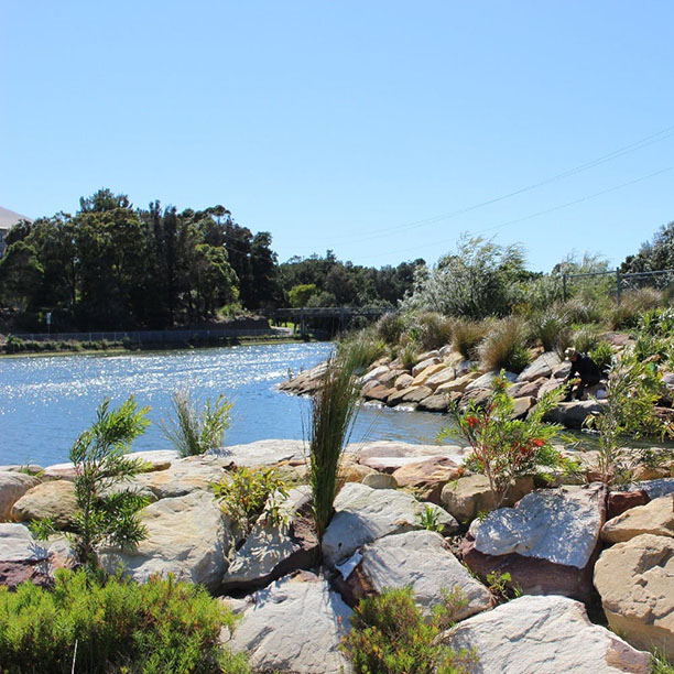 Powells Creek Naturalisation: Revitalising Urban Waterways