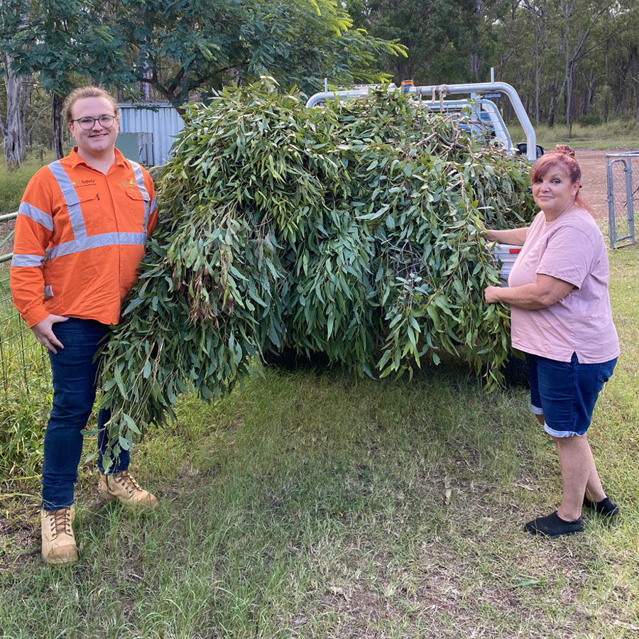 Team member delivering Eucalyptus branches to Somerset Sanctuary from a ute.